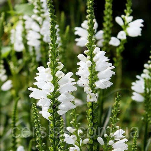 Фізостегія біла, Physostegia