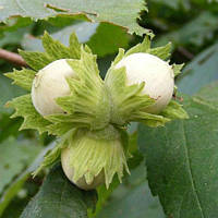 Фундук Галле, Corylus avellana Halle