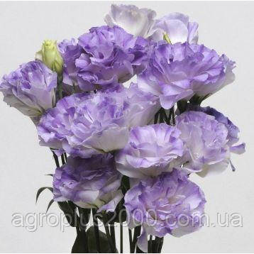 Насіння Еустома АВС F1 Шампань Блакитна Blue Blush 100 насінин Pan-american seeds, фото 1