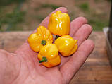 Перець Хабанеро жовтий насіння 0,25 гр. (прибл 50 шт) (Habanero yellow) гострий до 350.000 SHU, фото 4
