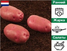 Насіннєва картопля Торнадо (Голландія)-5кг