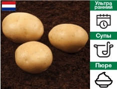 Насіннєва Картопля Орла (Голландія)-5кг
