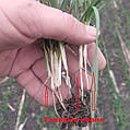Добрива для формування кореневої системи пшениці озимої