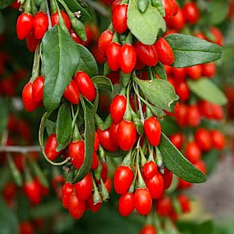 Годжі Нью Біг, контейнер 2роки, фото 1