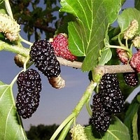 Шовковиця чорна Турчанка щеплена, фото 1