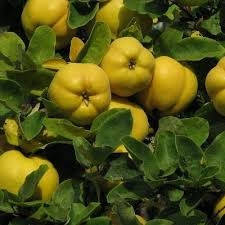 Айва грушоподібна Соковита (средня)