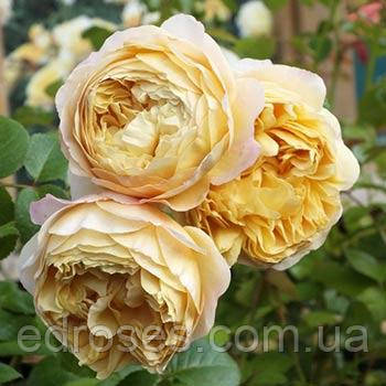 Чарльз Дарвін (Charles Darwin), фото 1