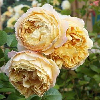 Чарльз Дарвін (Charles Darwin)