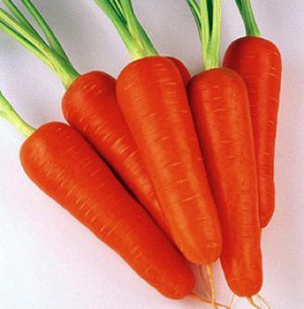 АБАКО F1 — насіння моркви, Seminis 200 000 насіння, 1.4-1.6