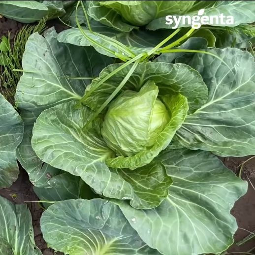 Насіння капусти б/к Лауда F1 (2500 нас.) Syngenta