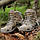 Черевики Lowa Zephyr GTX® MID TF - Coyote, фото 9