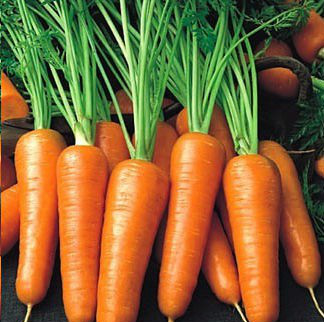 РОЯЛ ШАНСОН - насіння моркви Шантане 0,1 кг, Semenis