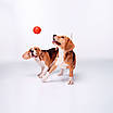 М'ячик для собак LIKER, 9см (3 шт), фото 6