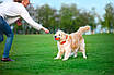 М'яч на шнурку для собак LIKER CORD, 7см, фото 7