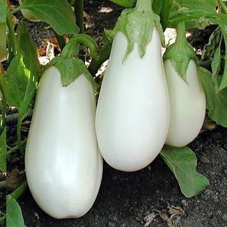 БІБО F1 — насіння баклажана, Seminis