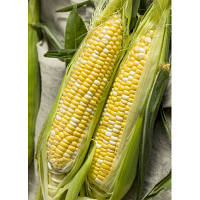 Семена Кукуруза Лакомка весовая 1 кг