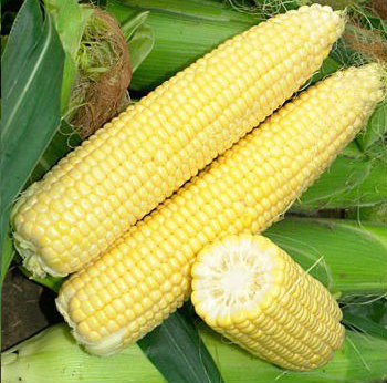 СІГНЕТ F1 - насіння кукурудзи, Seminis