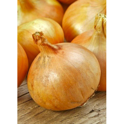 Насіння Лук Штудгартен ваговий 1 кг, фото 1