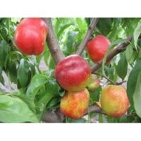 Нектарин Рубіновий 4 (середньостиглий), фото 1