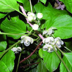 Актинідія запилювач Дон Джуан (горщик 0,5л), фото 1