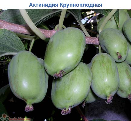 Актинідія (Київська крупноплідна (контейнер)