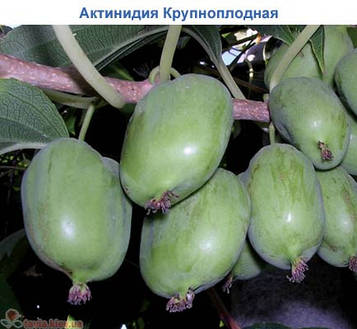 Актинідія плодонос Київська великоплідна (горщик 0,5л)