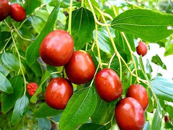 Зизифус Коктебель