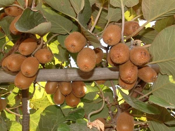 Ківі самозапилюваний Хейворд 2роки, горщик, фото 1