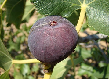 Інжир Фіолетовий (горщик 0,5л)