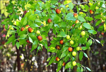 Зізіфус Унабі сіянець (вкс)