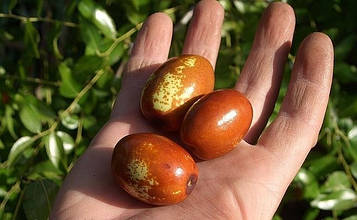 Зізіфус Китайський  2а щеплений (вкс)