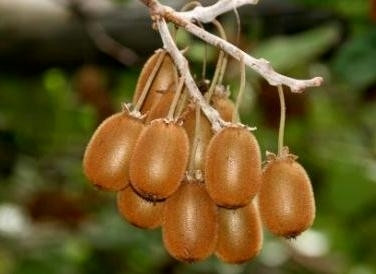 Ківі Бруно (горшик 0.5л), фото 1