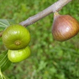 Інжир Магарачський (горщик 0,5л)