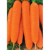 Насіння Морква Нантська вагана 1 кг