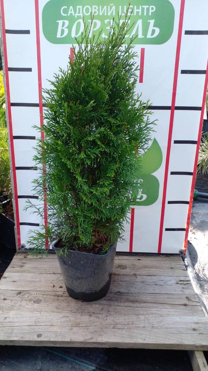 

Туя західна Смарагд / Thuja occidentalis Smaragd С2 /Н 50-70
