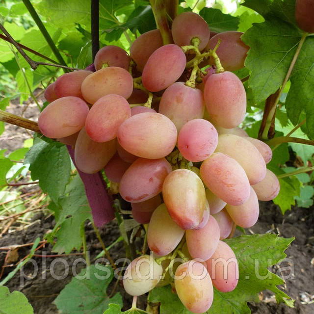 Виноград Геліос