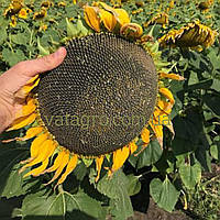 Ранньостиглий, тривалість соняшника SIROCCO OR7 Mirasol Seed (Сіроко)