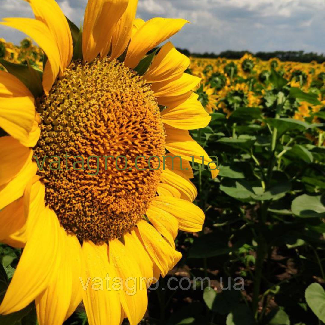 Гібрид соняшника CASTELO OR7 Mirasol Seed (Кастело)