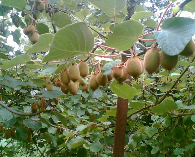 Ківі плодонос Монті 2роки, горщик, фото 1