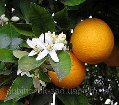 Апельсин сорт " Вашингтон Навел " - фото 2 - id-p19009837