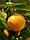 Апельсин сорт " Вашингтон Навів ", фото 3