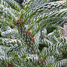 Ялиця корейська Сільвер Шоу / h 50-60 / Abies Silver Show, фото 2