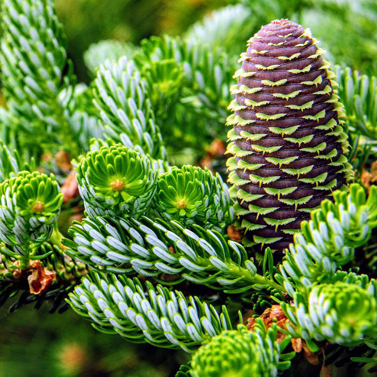 Пихта корейская Сильвер Шоу / h 50-60 / Abies Silver Show - фото 3 - id-p1505228028