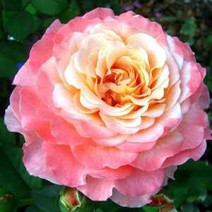 Роза чайно-гібридна Янки Дудаль, фото 1