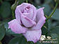 Роза чайно-гібридна Майзер (самовиз), фото 5