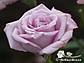 Роза чайно-гібридна Майзер (самовиз), фото 6