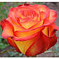 Троянда чайно-гібридна Верано, фото 3