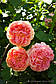 Троянда Алхіміст (шраб), фото 4
