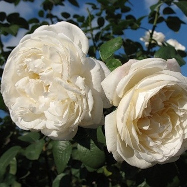 Троянда англійська Вінчестер Кечодрал, фото 1