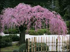 Сакура плакуча Кіку Шидара, фото 1